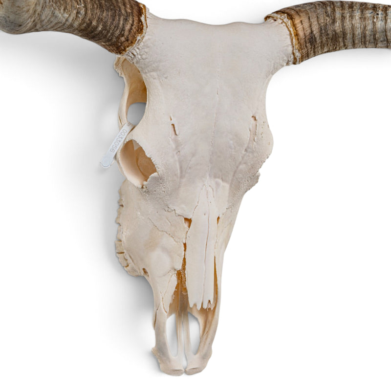 Real Longhorn Skull