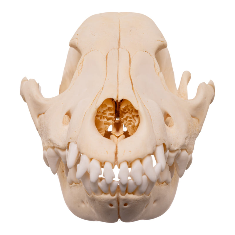 Real Domestic Dog - Blue Heeler Skull