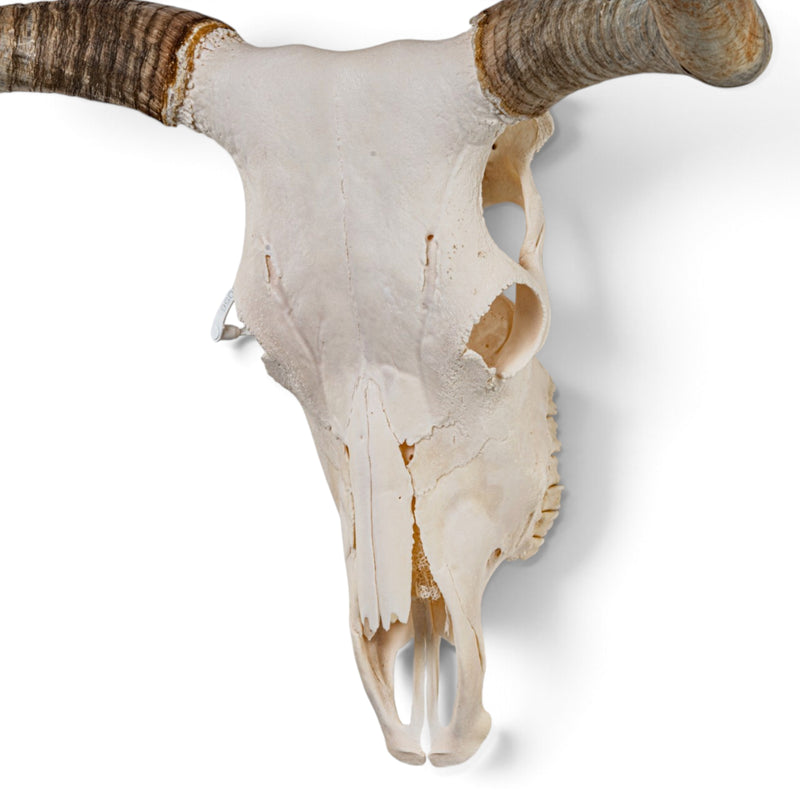 Real Longhorn Skull