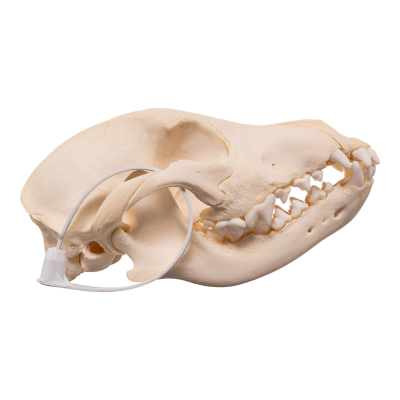 Real Domestic Dog - Blue Heeler Skull