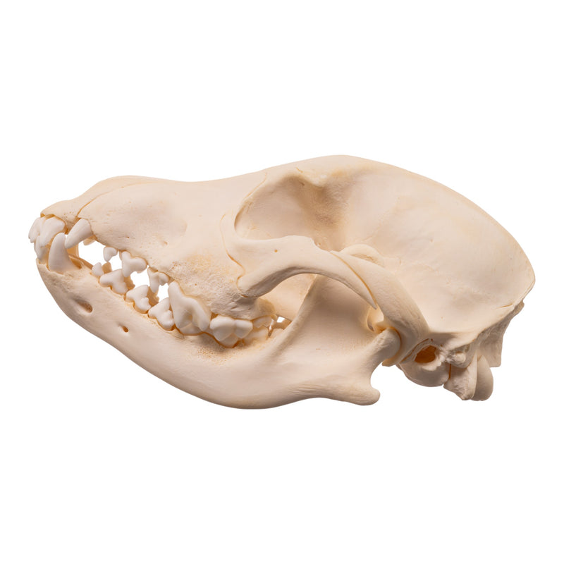 Real Domestic Dog - Blue Heeler Skull