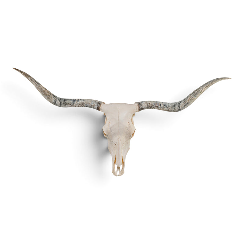 Real Longhorn Skull