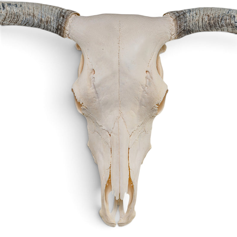 Real Longhorn Skull