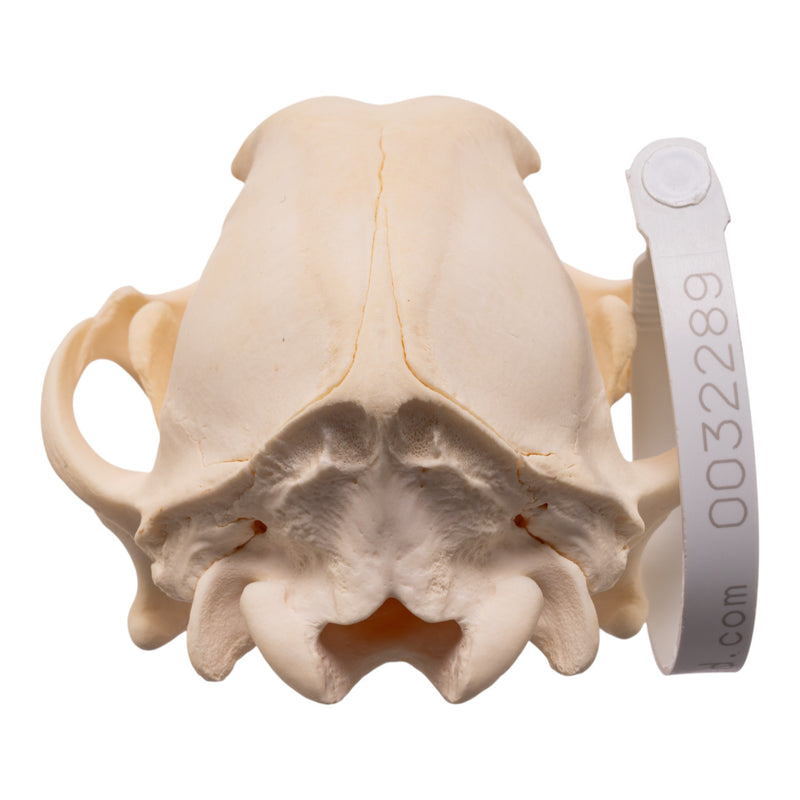 Real Domestic Dog - Blue Heeler Skull