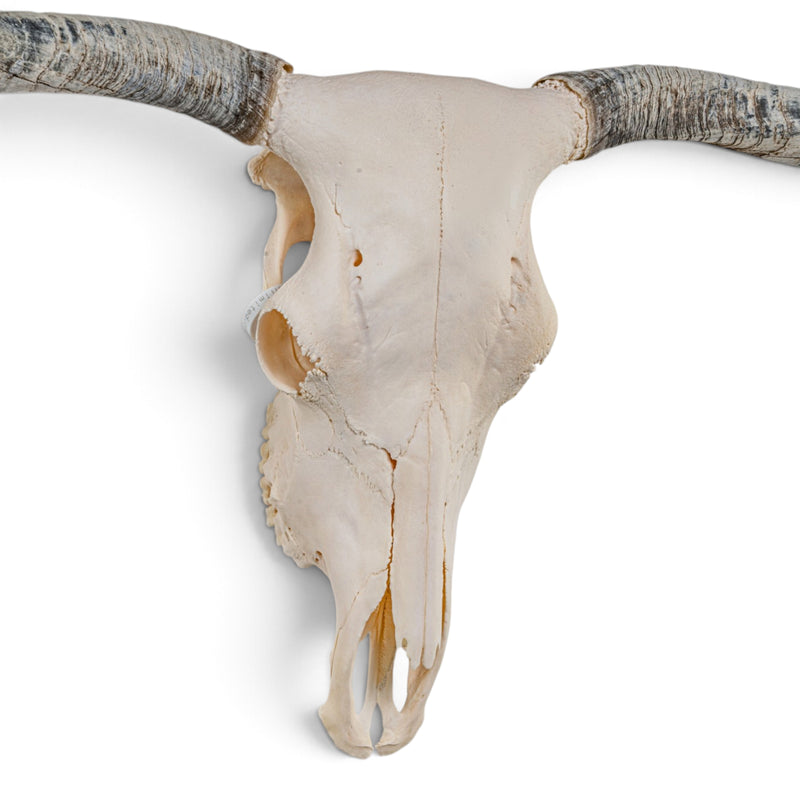Real Longhorn Skull