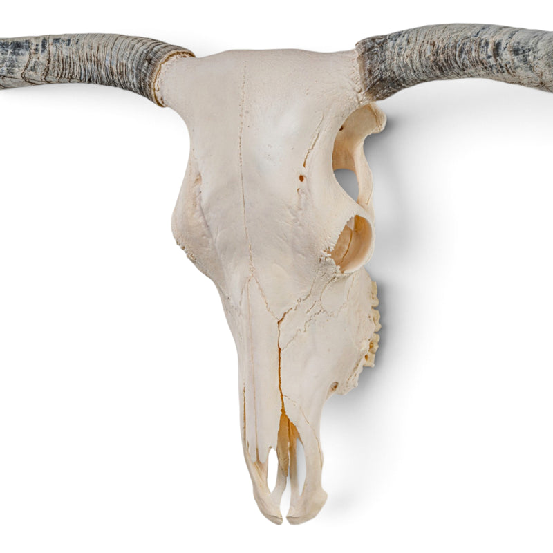 Real Longhorn Skull