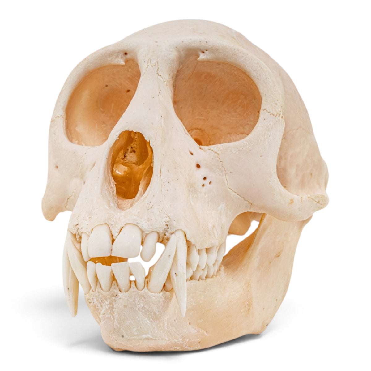 Real Mona Monkey Skull - Male