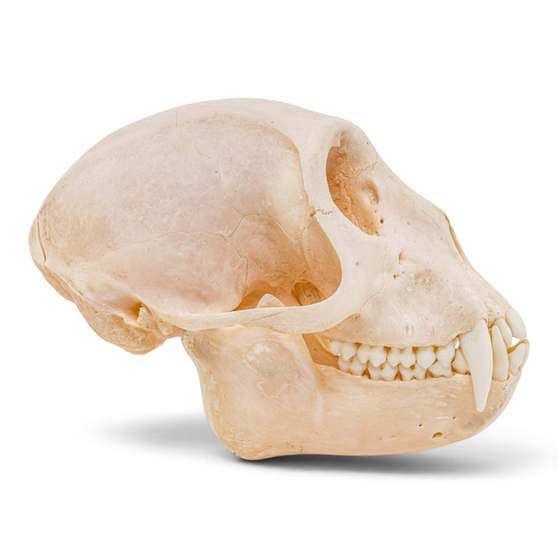 Real Mona Monkey Skull - Male