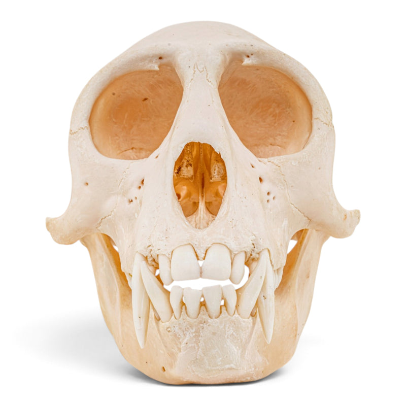 Real Mona Monkey Skull - Male
