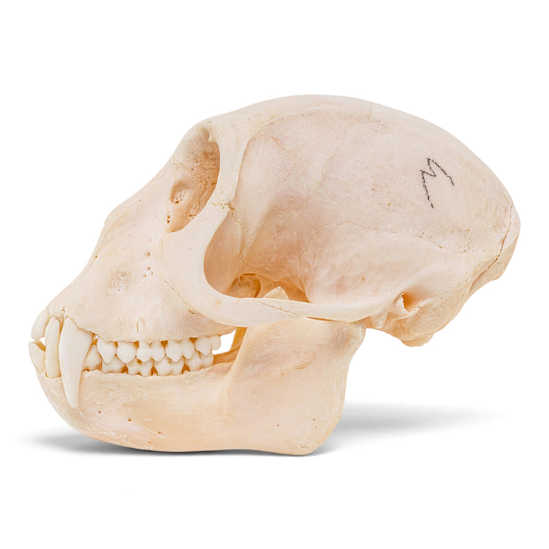 Real Mona Monkey Skull - Male