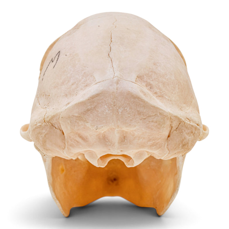 Real Mona Monkey Skull - Male