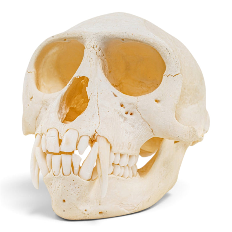 Real Mona Monkey Skull - Male