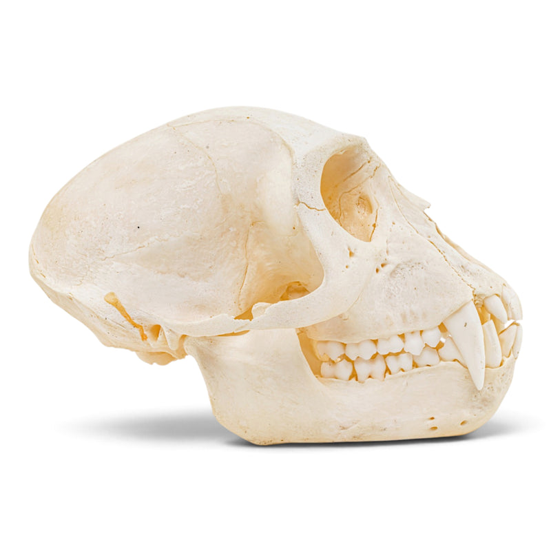 Real Mona Monkey Skull - Male