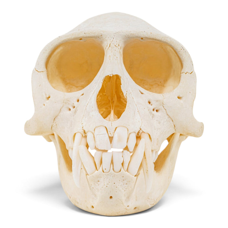 Real Mona Monkey Skull - Male