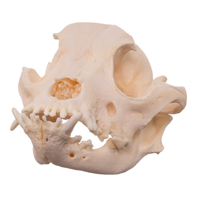 Real Domestic Dog Skull - Brachycephalic