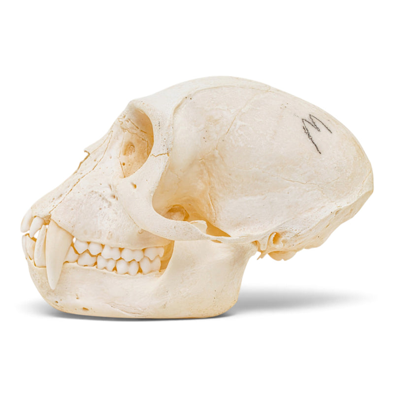 Real Mona Monkey Skull - Male