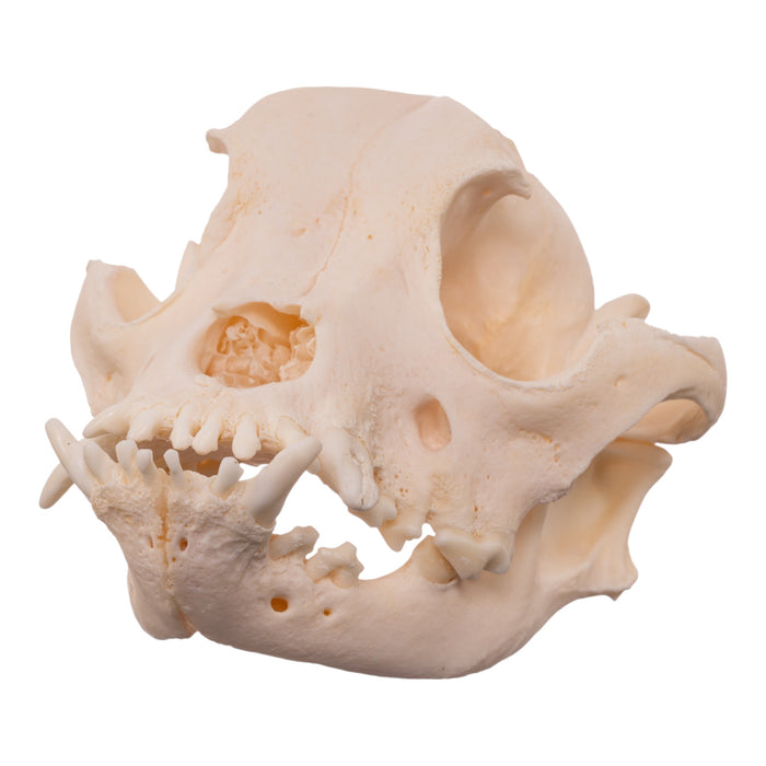Real Domestic Dog Skull - Brachycephalic