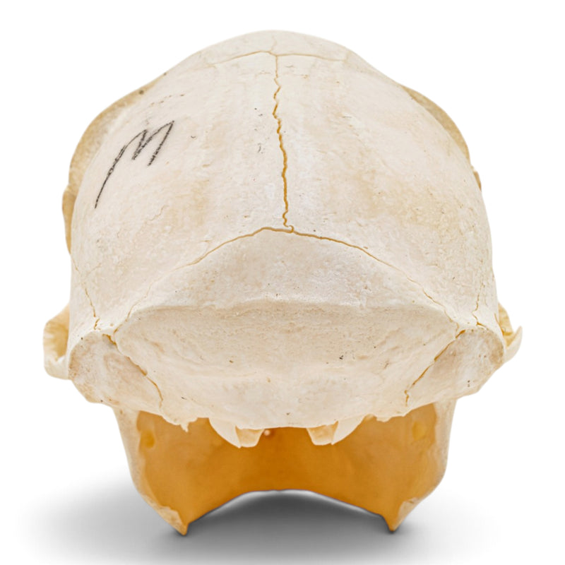 Real Mona Monkey Skull - Male
