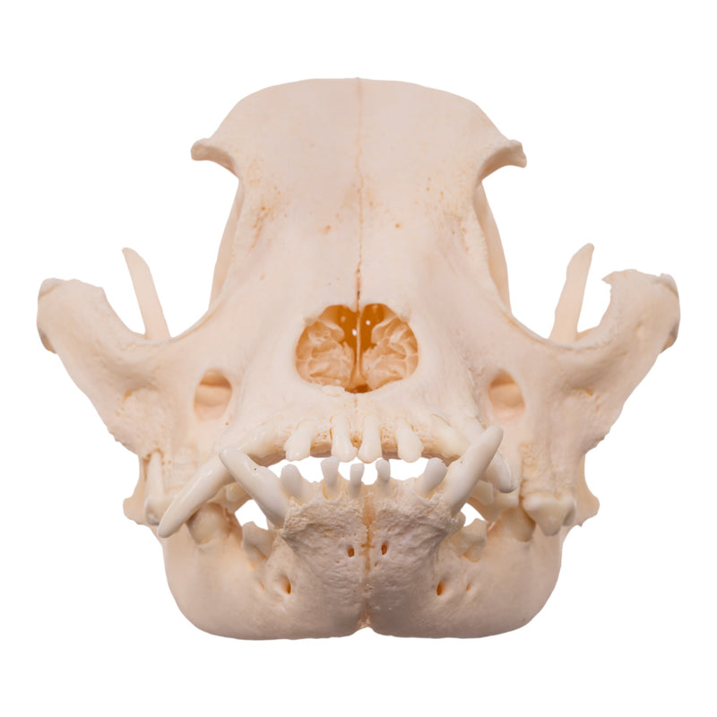 Real Domestic Dog Skull - Brachycephalic