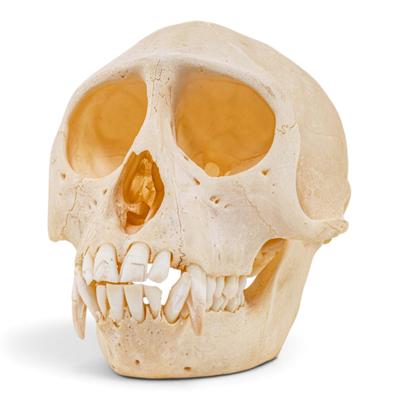 Real Mona Monkey Skull - Female