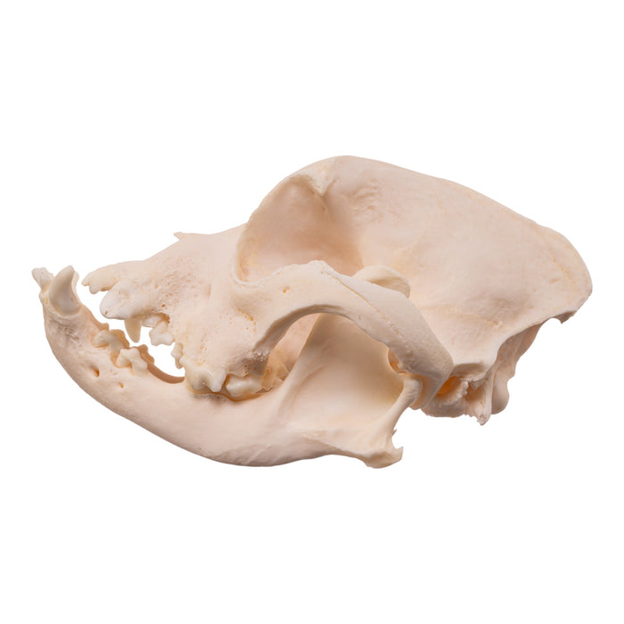 Real Domestic Dog Skull - Brachycephalic