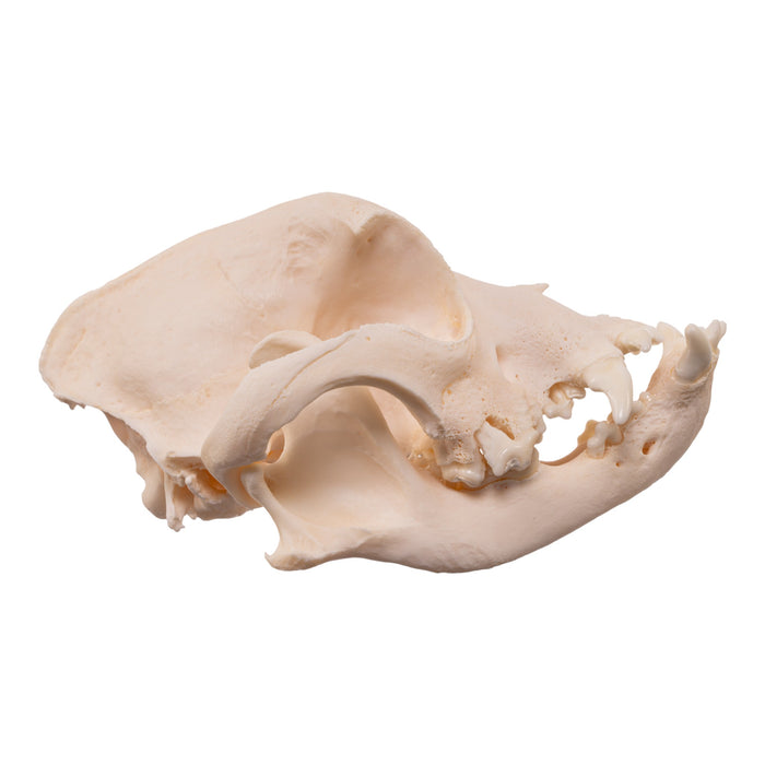 Real Domestic Dog Skull - Brachycephalic