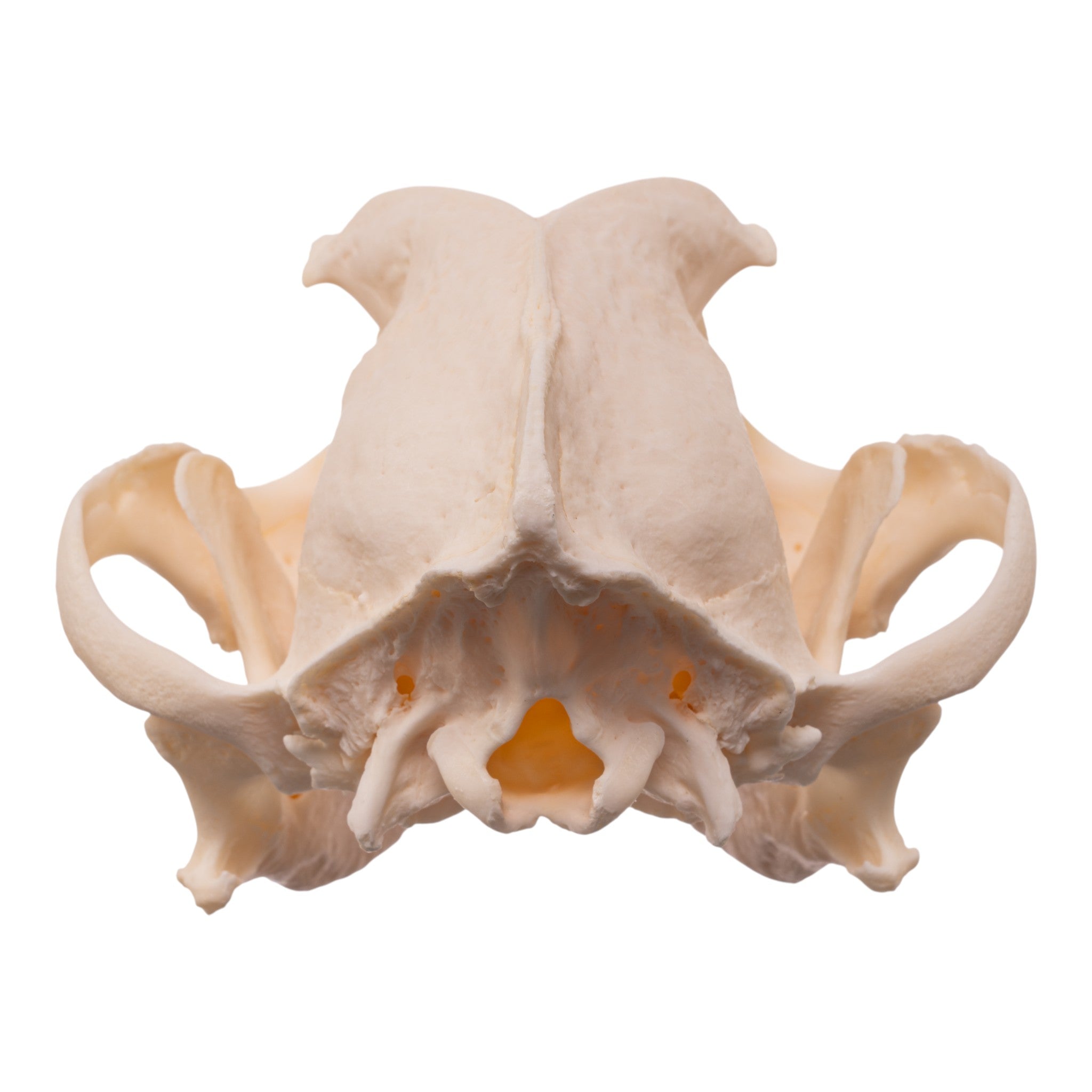 Real Domestic Dog Skull - Brachycephalic For Sale — Skulls