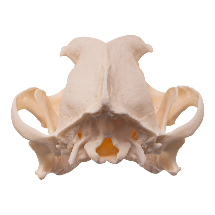 Real Domestic Dog Skull - Brachycephalic