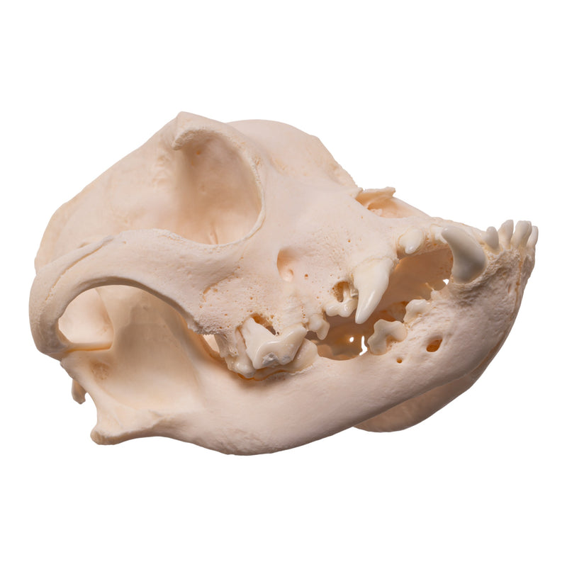 Real Domestic Dog Skull - Brachycephalic