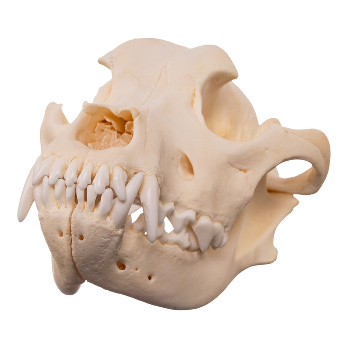 Real Domestic Dog - Rottweiler Skull