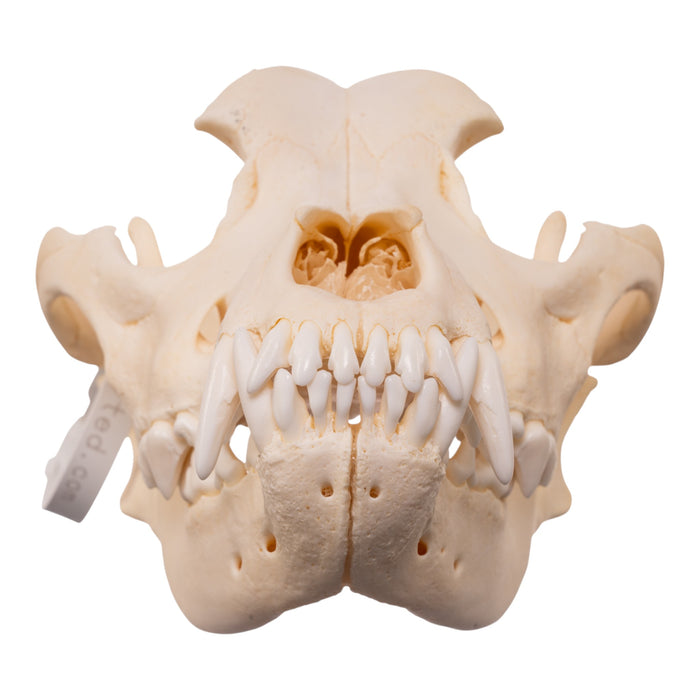 Real Domestic Dog - Rottweiler Skull