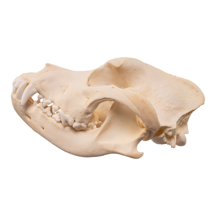 Real Domestic Dog - Rottweiler Skull
