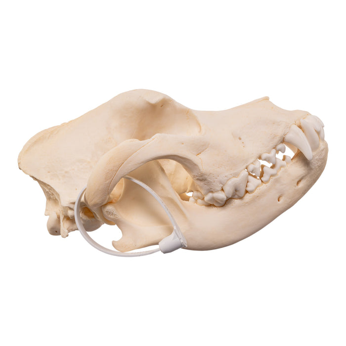 Real Domestic Dog - Rottweiler Skull