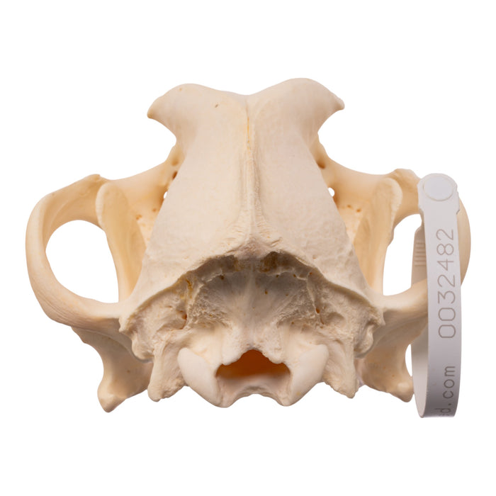 Real Domestic Dog - Rottweiler Skull