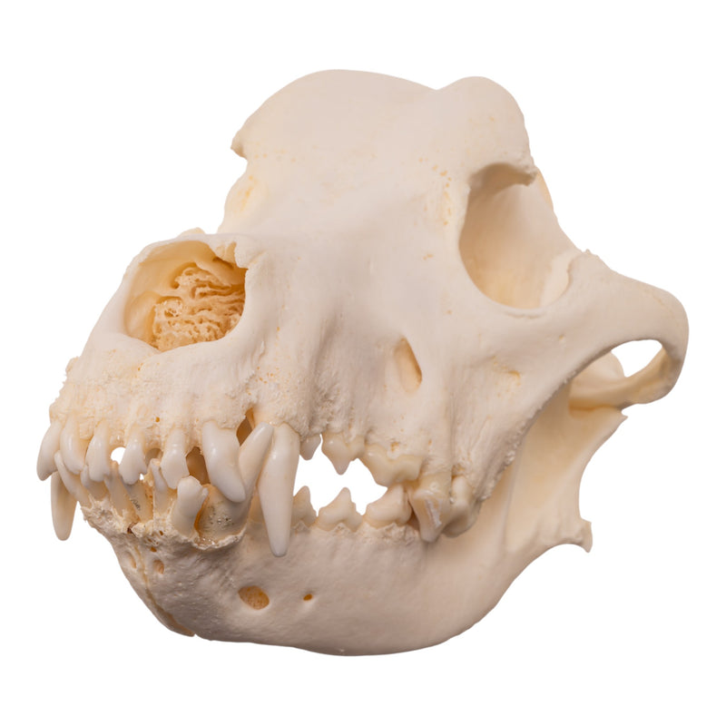 Real Domestic Dog - Great Pyrenees Skull
