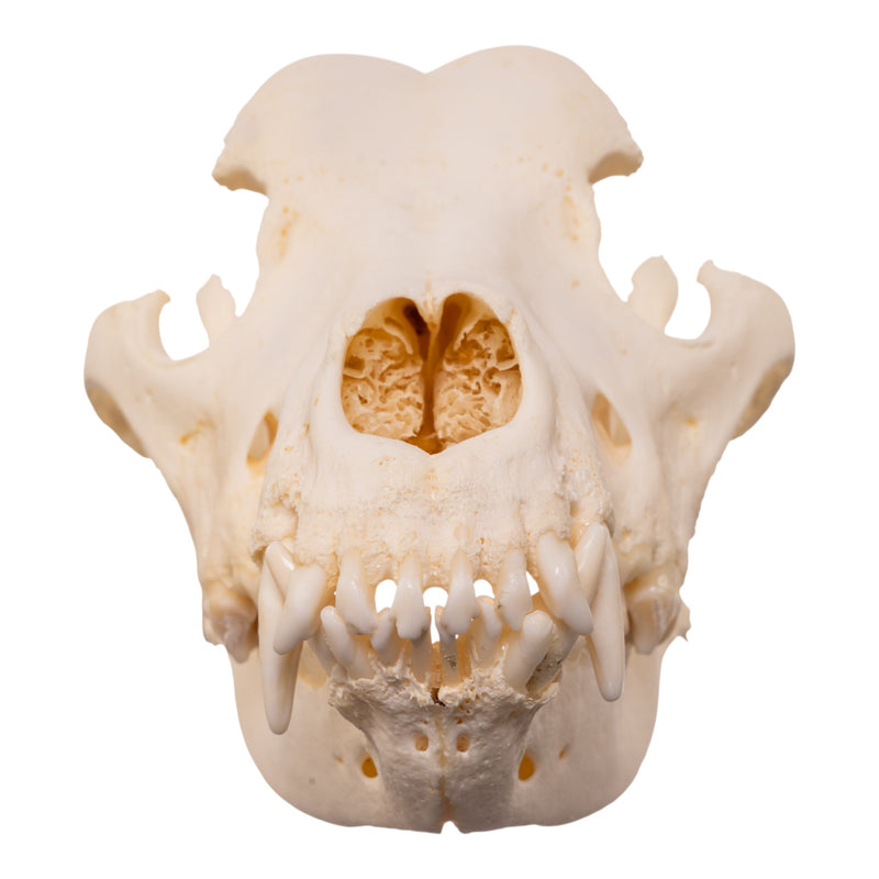 Real Domestic Dog - Great Pyrenees Skull