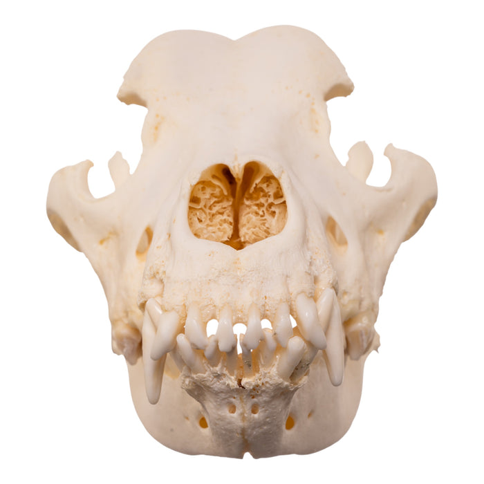 Real Domestic Dog - Great Pyrenees Skull