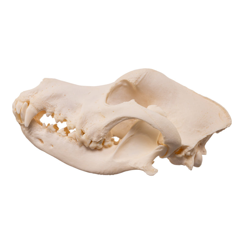 Real Domestic Dog - Great Pyrenees Skull