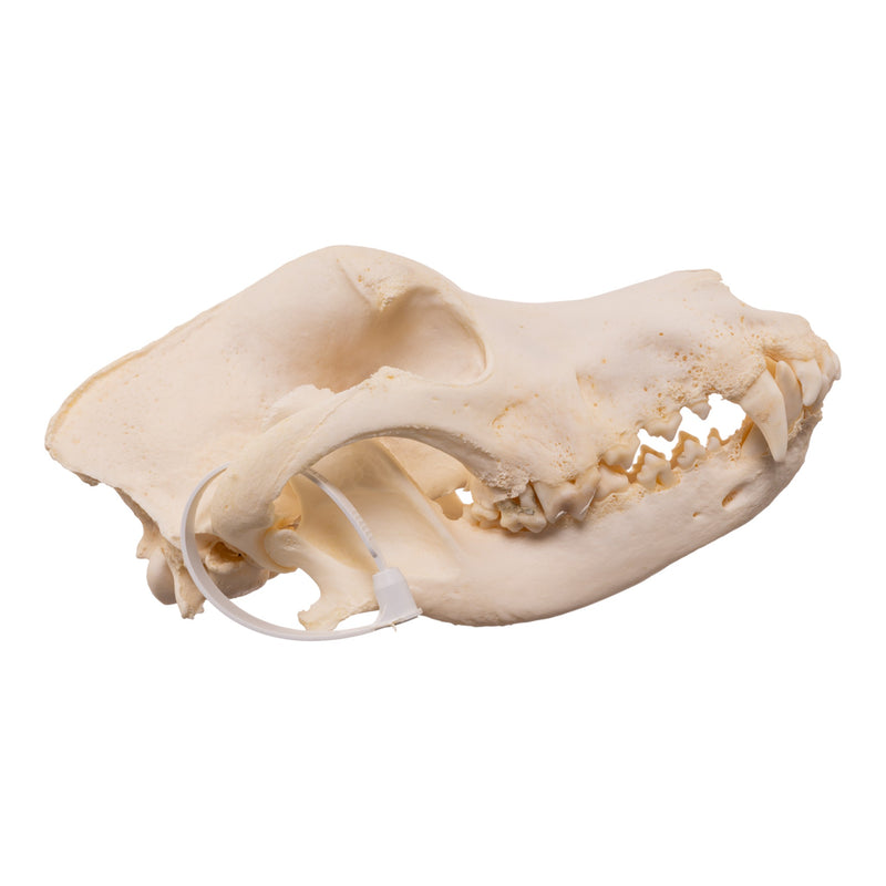 Real Domestic Dog - Great Pyrenees Skull