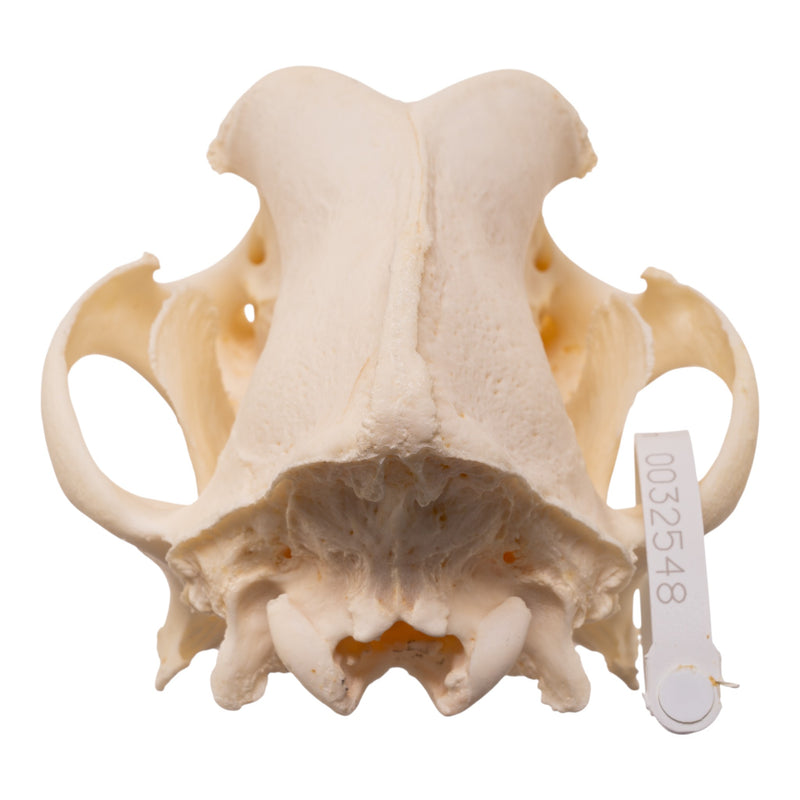Real Domestic Dog - Great Pyrenees Skull