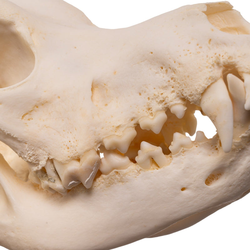 Real Domestic Dog - Great Pyrenees Skull