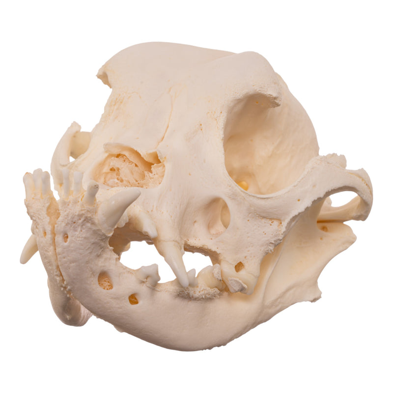 Real Domestic Dog - English Bulldog Skull - Brachycephalic