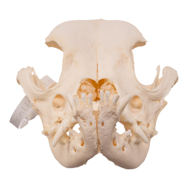 Real Domestic Dog - English Bulldog Skull - Brachycephalic