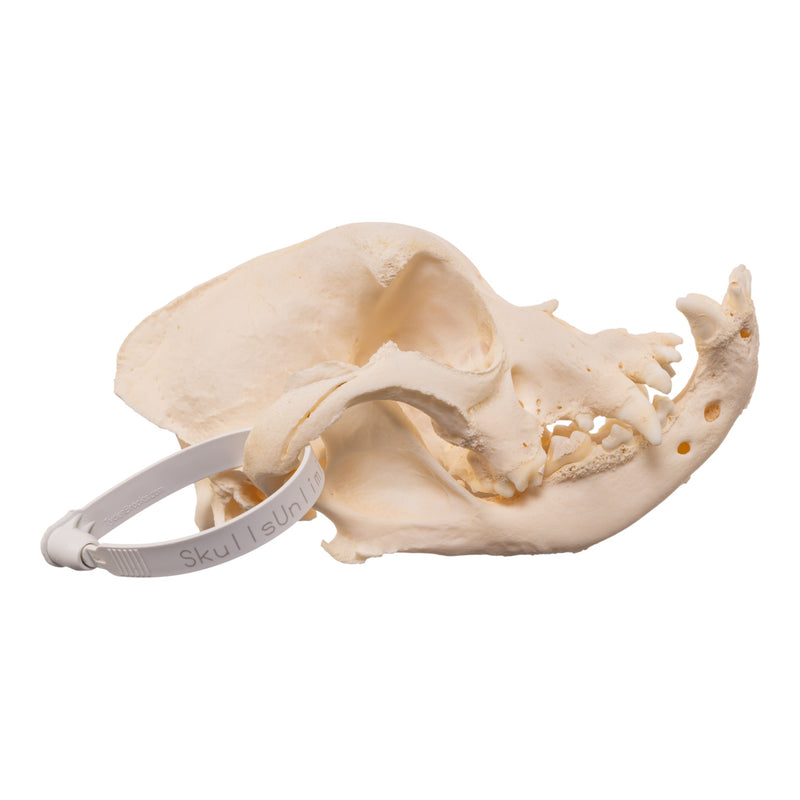 Real Domestic Dog - English Bulldog Skull - Brachycephalic