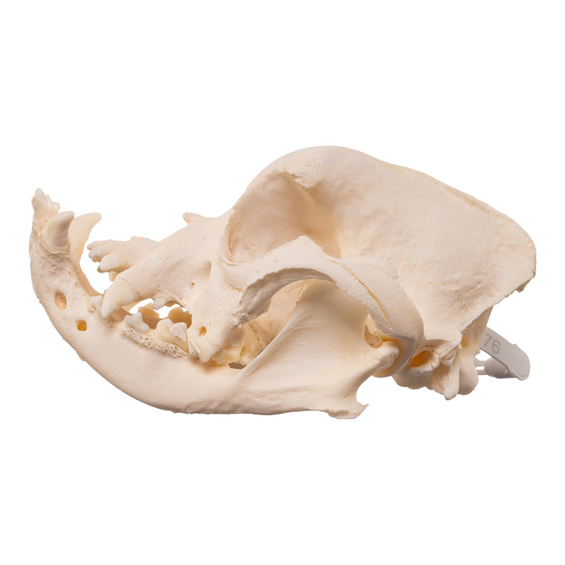 Real Domestic Dog - English Bulldog Skull - Brachycephalic