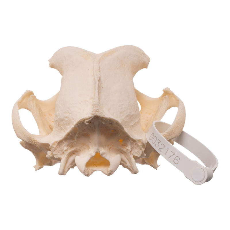 Real Domestic Dog - English Bulldog Skull - Brachycephalic