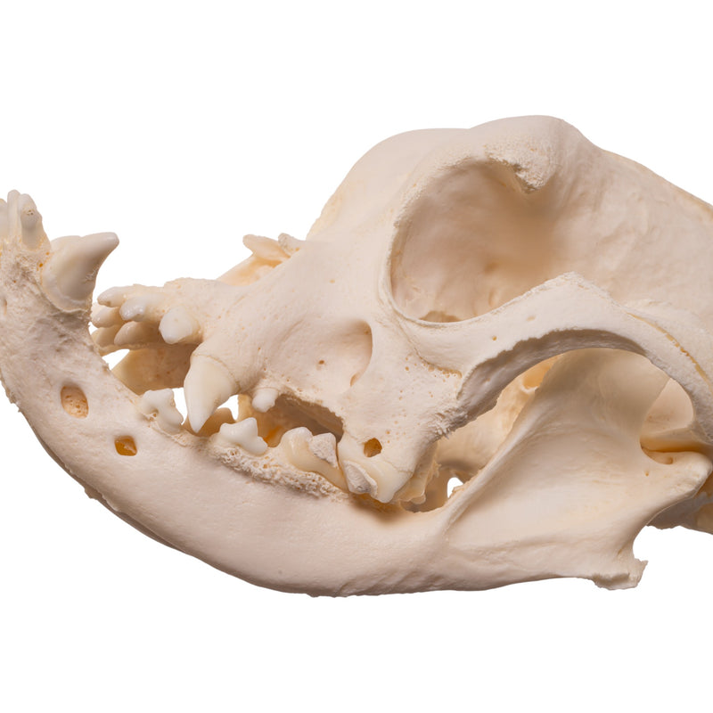 Real Domestic Dog - English Bulldog Skull - Brachycephalic