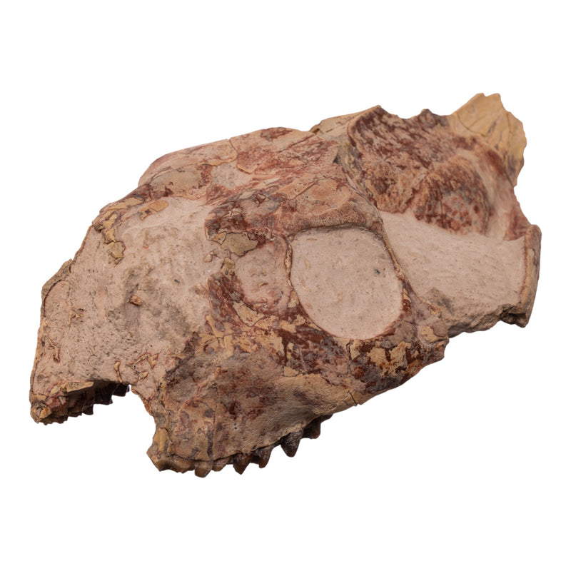 Real Partial Fossilized Oreodont Skull