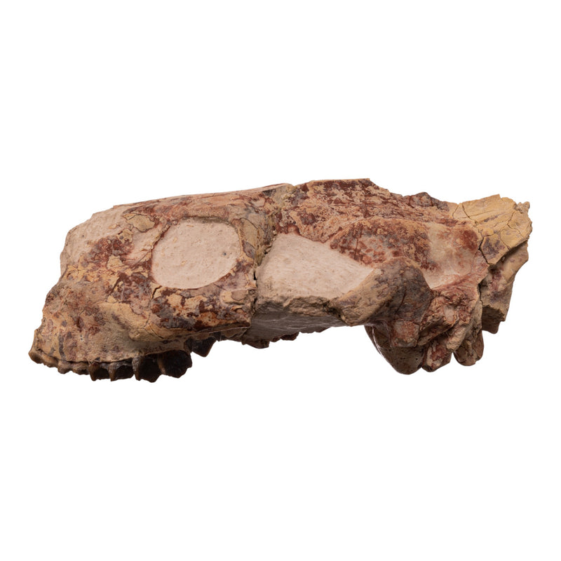 Real Partial Fossilized Oreodont Skull
