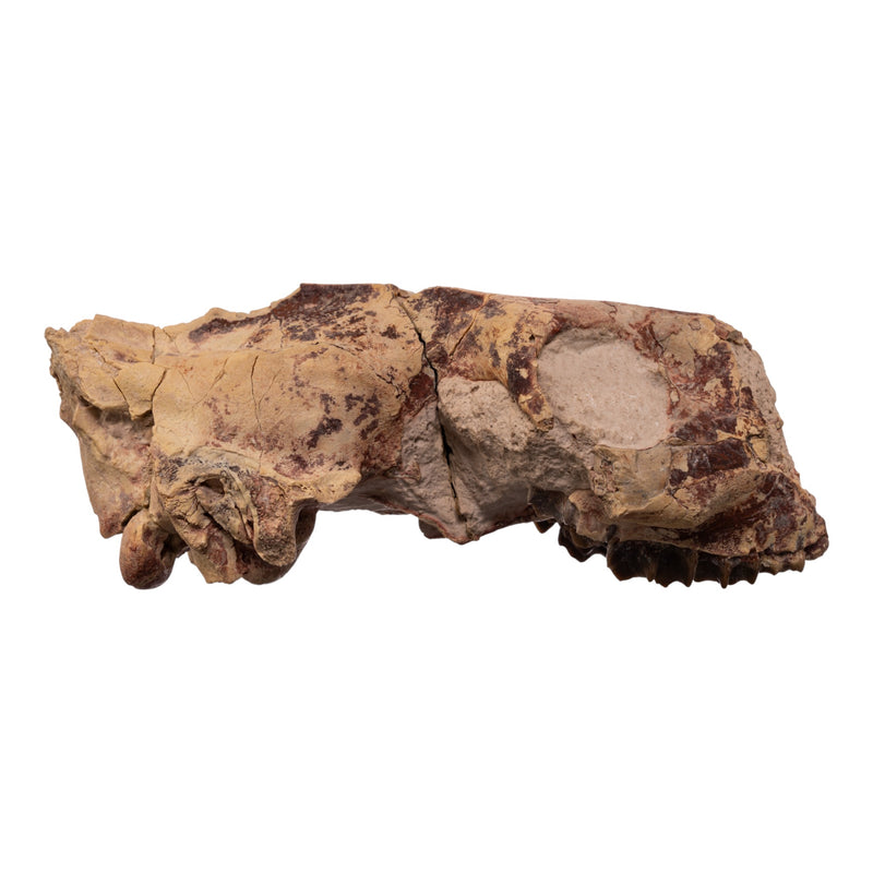 Real Partial Fossilized Oreodont Skull